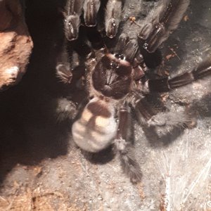 P irminia