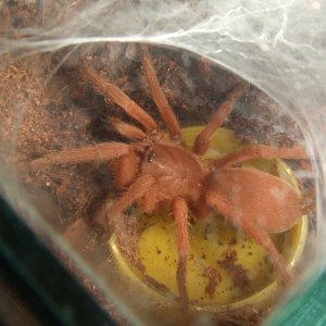 Orphnaecus philippinus - Mayon