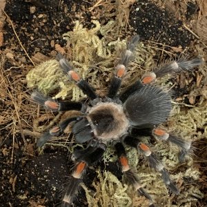 Brachypelma auratum