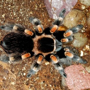 Brachypelma hamorii