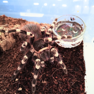 My 1st tarantula anniversary