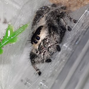 Regal Jumping Spider