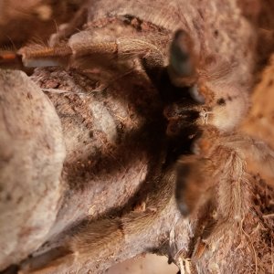 Psalmopoeus