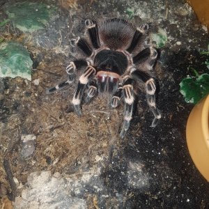 A.geniculata