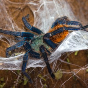 Freshly molted GBB