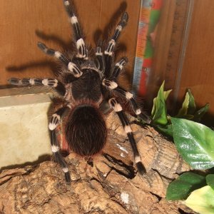 Acanthoscurria geniculata F - Rio