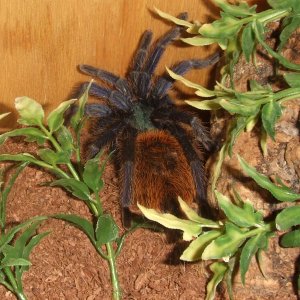 Chromatopelma cyaneopubescens F - Angel