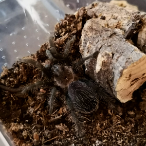 B. albopilosum Honduran