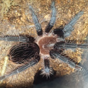 Brachypelma Albopilosum