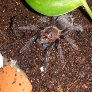 Brachypelma Albopilosum