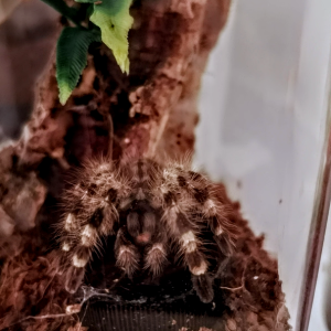 Poecilotheria tigrinawesseli - Cydaea