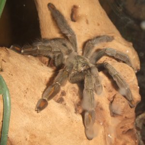 Psalmopoeus cambridgei F - Filette