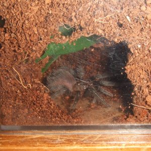 Brachypelma albopilosum Honduran - Lempa