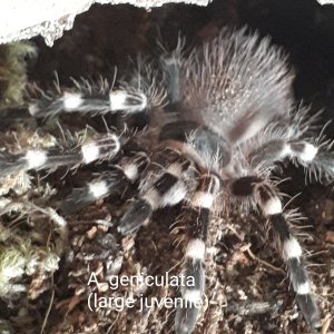 A. geniculata