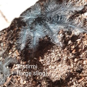 T. stirmi