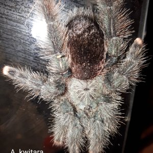 A. kwitara (sub adult)