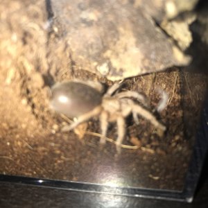 One inch G. porteri sling