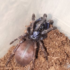 LSD Tarantula