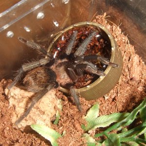 Thrixopelma pruriens - Putani