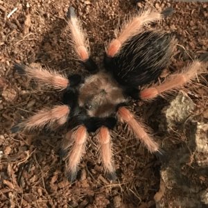 Brachypelma boehmei