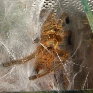 Pterinochilus murinus Tete  - Maasai