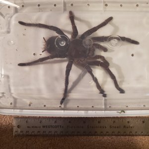 9"+ Male stirmi