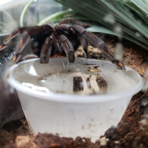 Psalmopoeus irminia