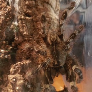 Poecilotheria striata