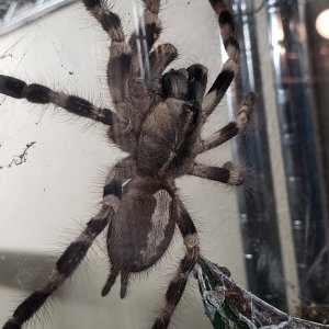 Poecilotheria tigrinawesseli