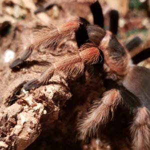 Brachypelma baumgarteni