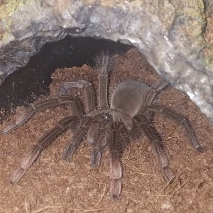 Theraphosa stirmi