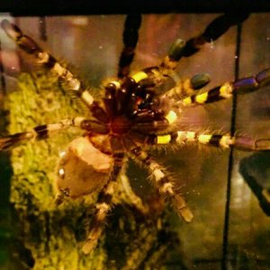 P.regalis