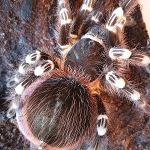 A. geniculata (S/A) "Nikki"