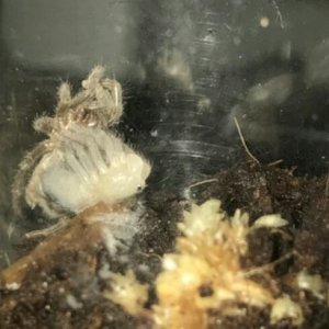 H.chilensis molting!!!