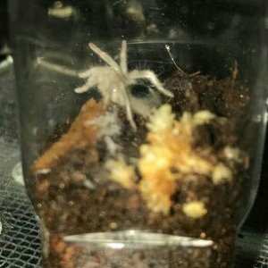 H.chilensis freshly molted.