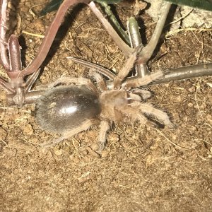 Grammostola porteri - Charlie