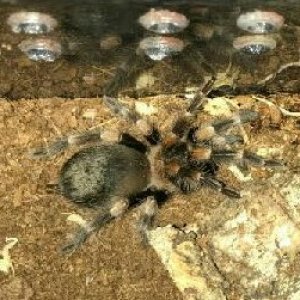 B.smithi