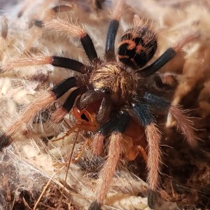 Gbb sling