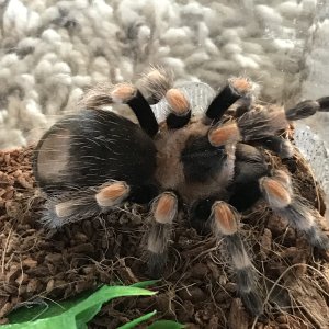 Brachypelma hamorii - Cloe