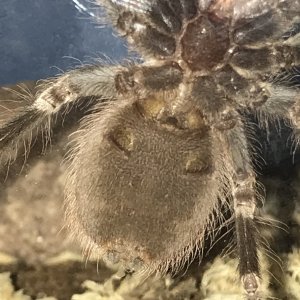 Nhandu Chromatus Please Sex