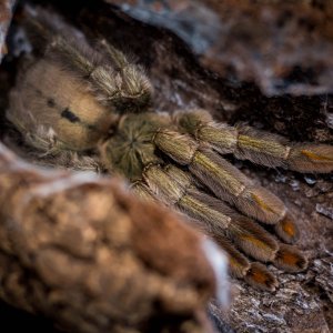 Psalmopoeus cambridgei "Maya"