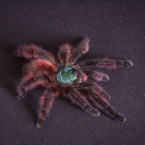 Caribena versicolor "Vega"