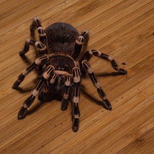 Acanthoscurria geniculata "Nova"