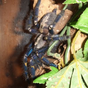 Poecilotheria metallica - Trip