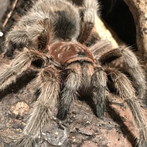 Grammostola Northern Gold