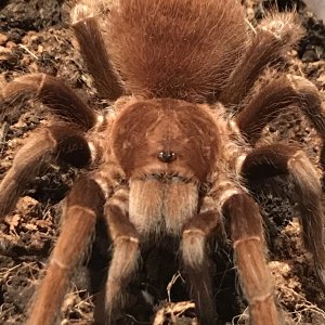 Acanthoscurria Antillensis