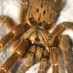 OBT