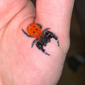 Eresus walckenaeri "orange ring" MM