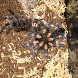 B.smithi just molted!!!