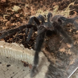 Lasiodora parahybana